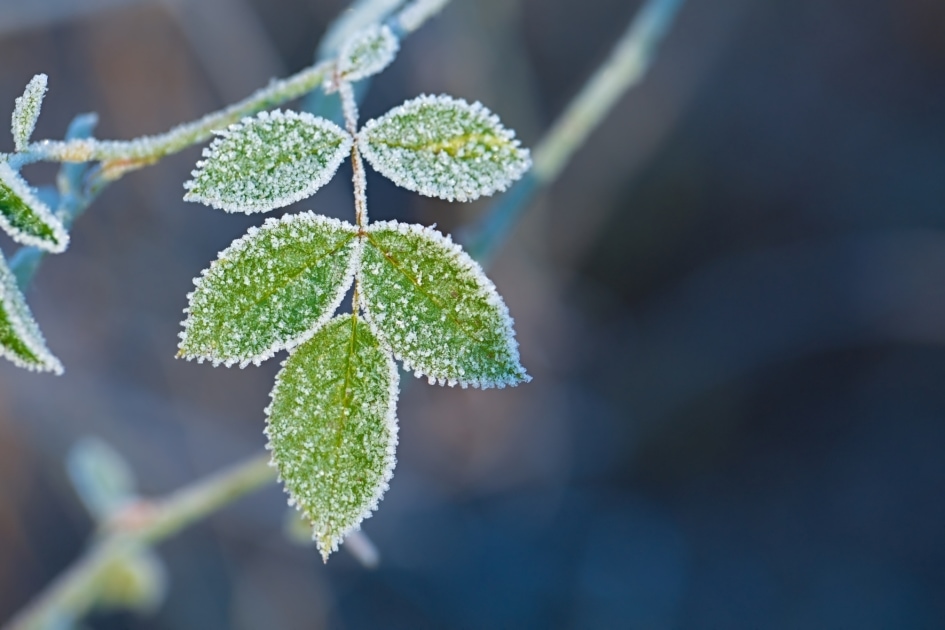 Green leaves with frost on them.