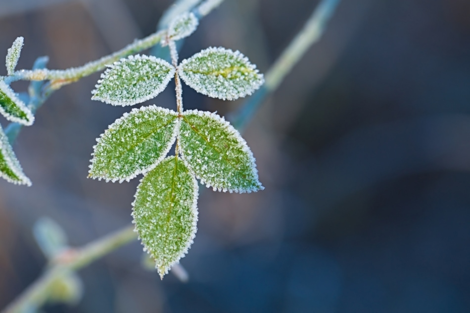 Average Frost Dates Farmers' Almanac Plan Your Day. Grow Your Life.