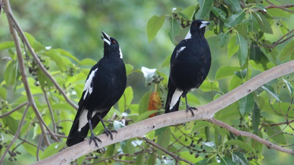 The number of magpies you see together has significance in Irish superstitions. 
