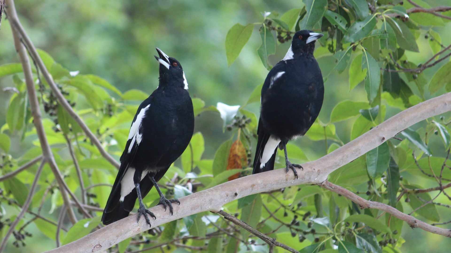The number of magpies you see together has significance in Irish superstitions.