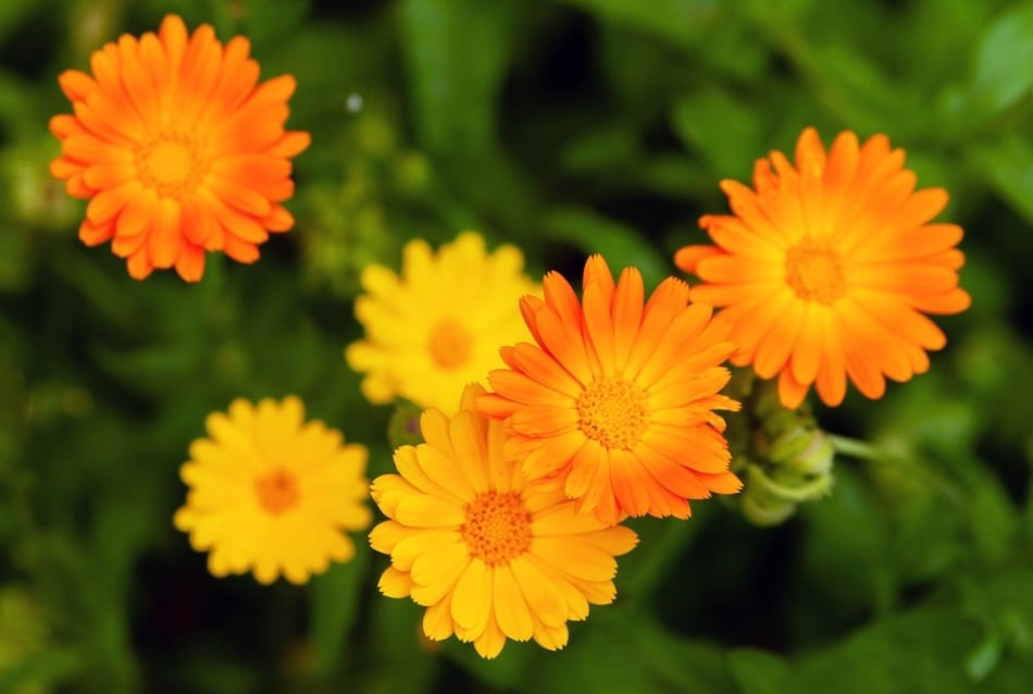 calendula are edible flowers