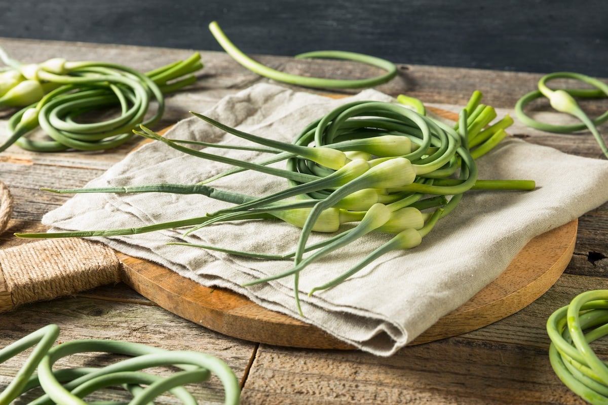 Bundle of freshly cut curly green garlic scapes on a rustic wooden table