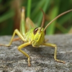 A grasshopper on a log.