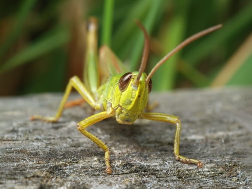 A grasshopper on a log.