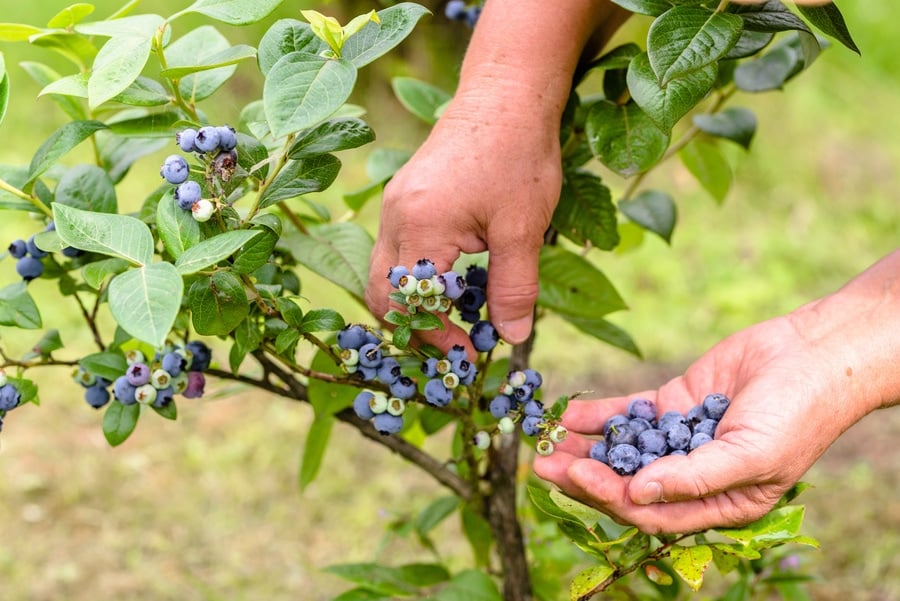 A woman picking blueberries from a blueberry bush. 