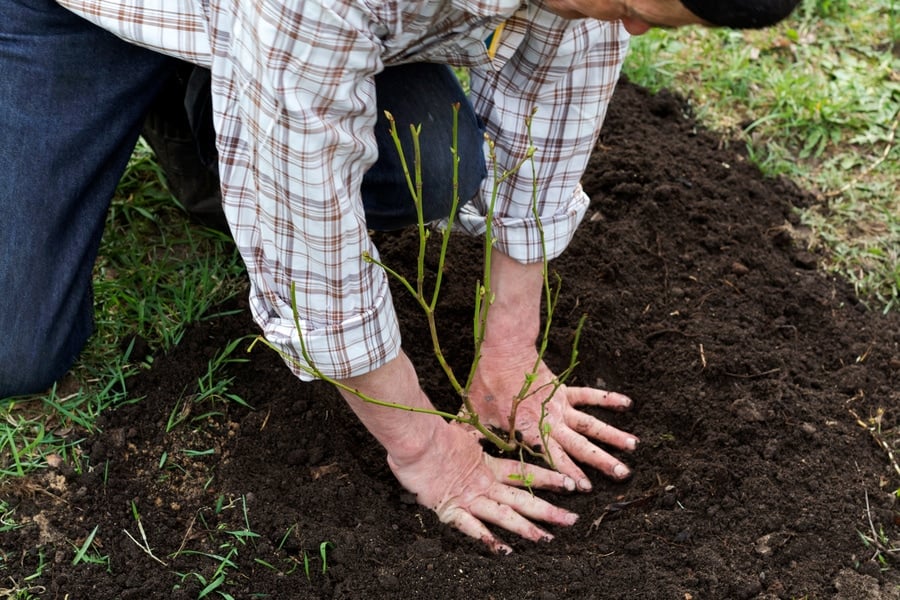 A man planting a blueberry plant.