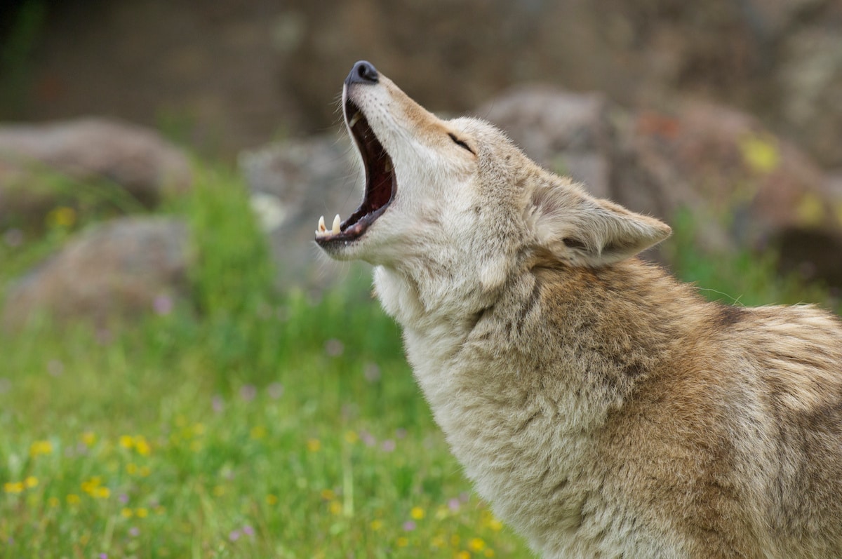 Coyotes: Pests Against Cattle and Livestock - Farmers' Almanac - Plan ...