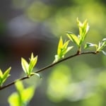 Leaves budding in spring.