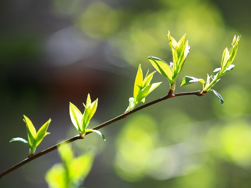 Leaves budding in spring.