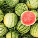 A field of watermelons.