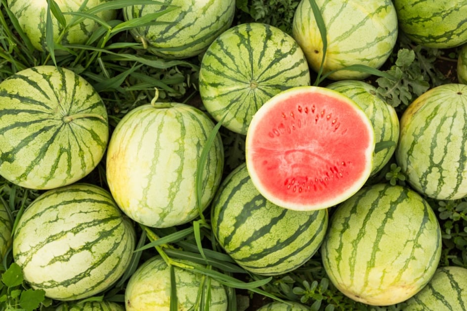 A field of watermelons.