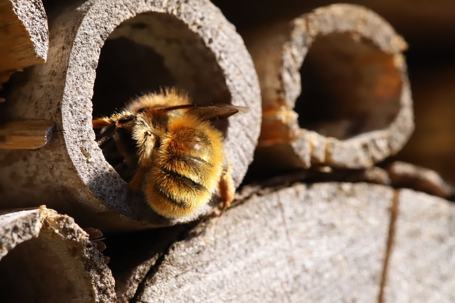A bee busy climbing in a bee house.