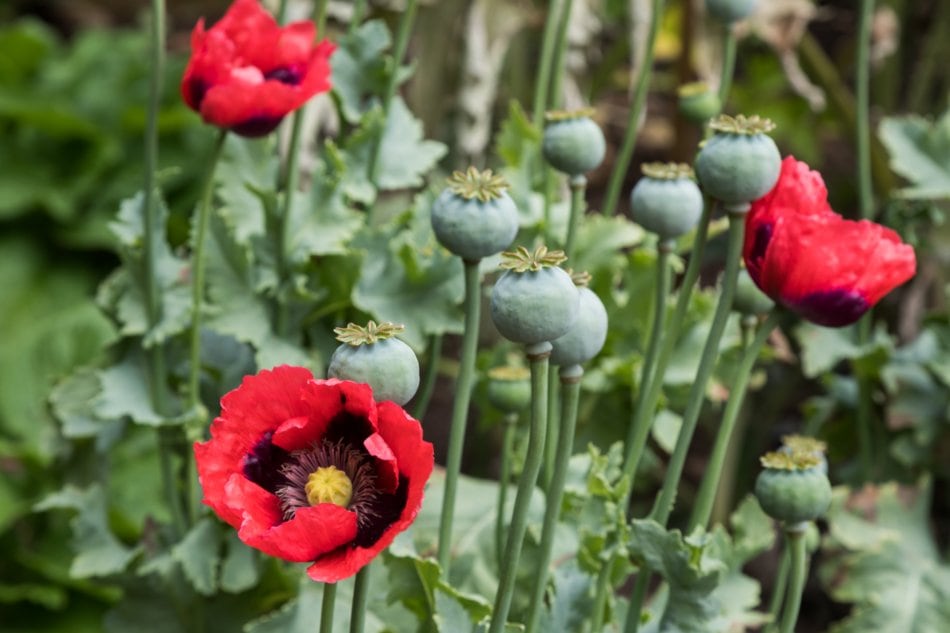 Opium poppy plants growing in a field.