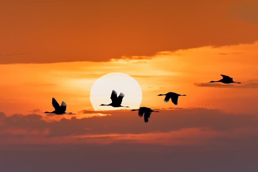 A flock of birds migrating. Migration is a key indicator in phenology studies.