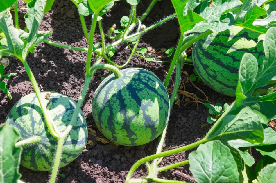 Watermelon growing in a garden.