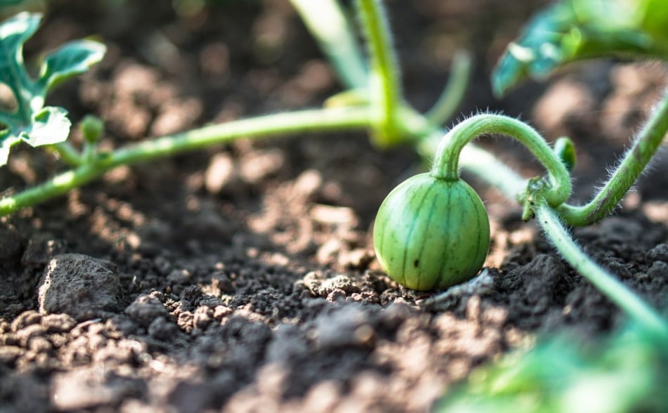 A watermelon formed on the vine. 
