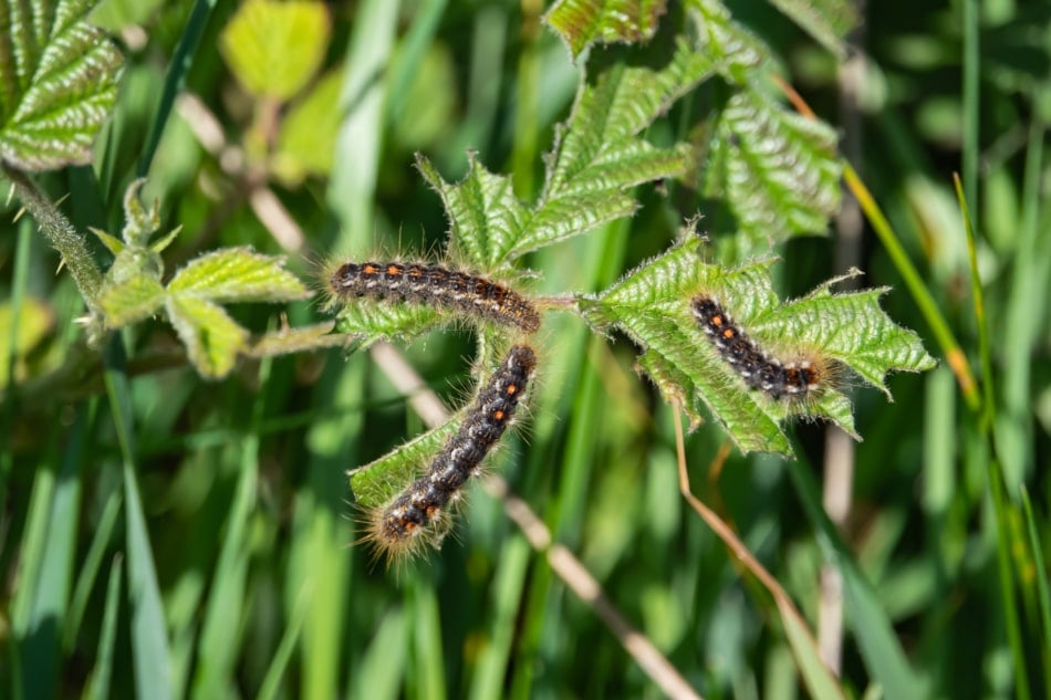 The hairs of browntail moth caterpillars cause skin rashes.
