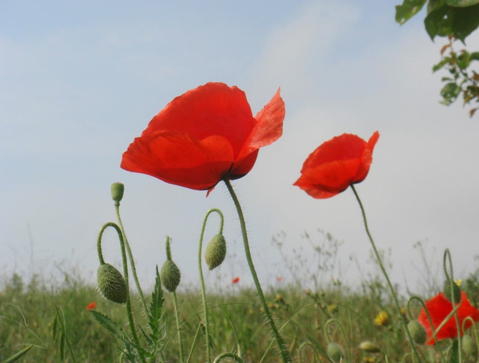 Blooms in a field.