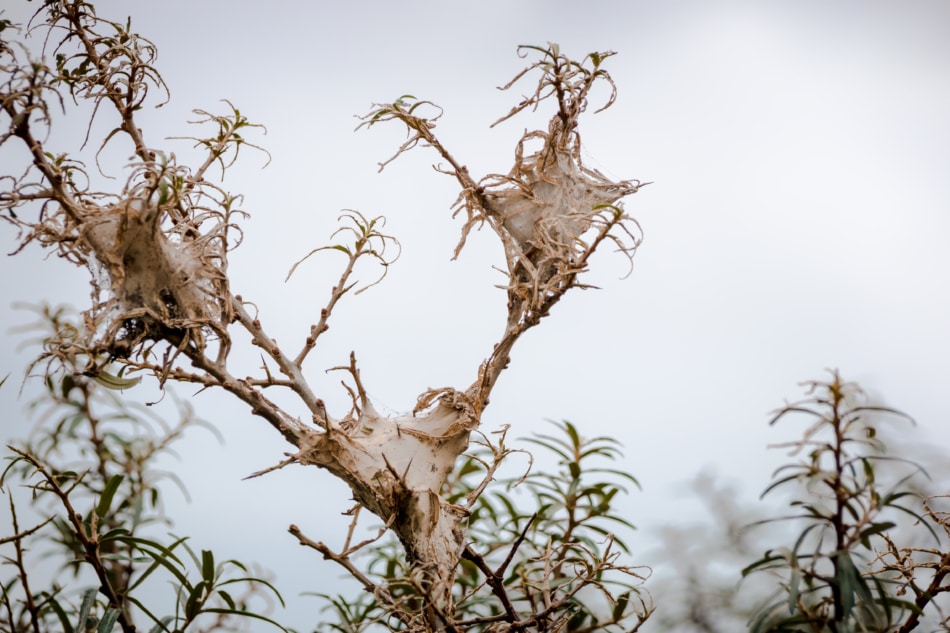 Browntail moth caterpillar webs in trees.