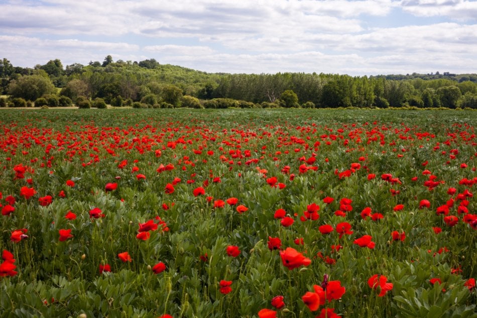 A field of poppy flowers. 