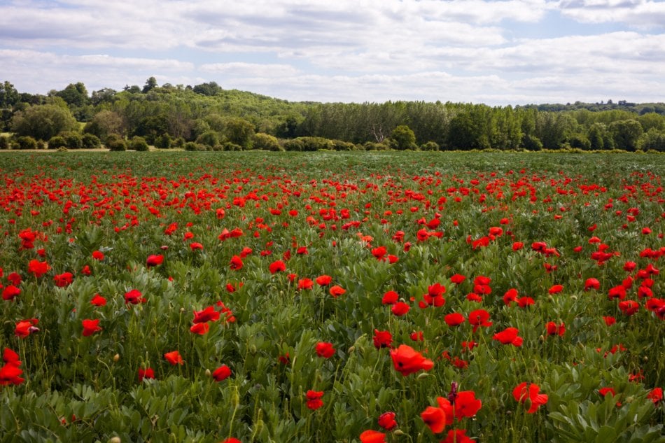 Flowers in a field.