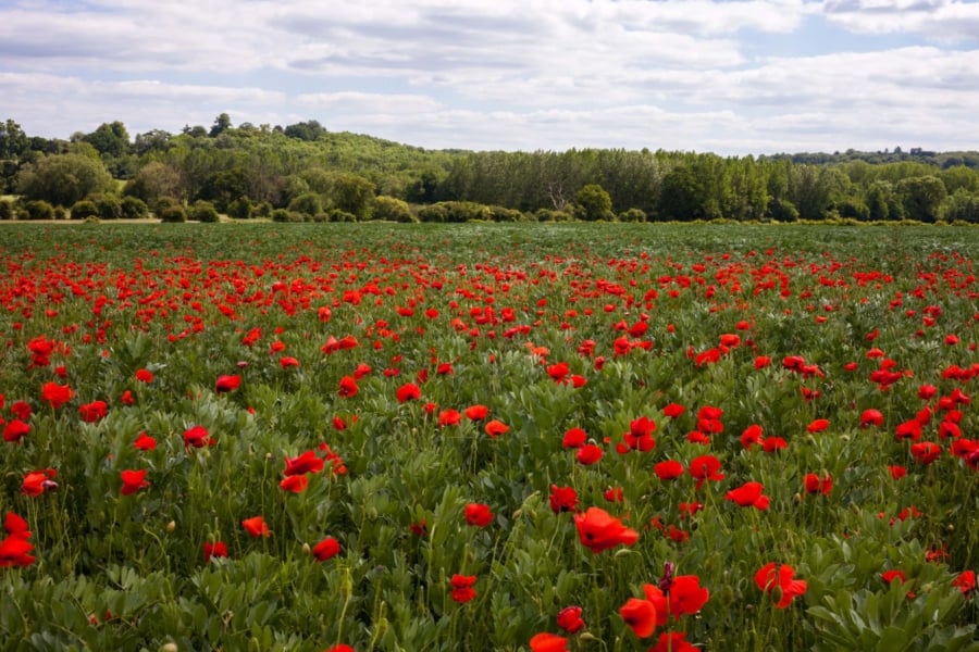 Flowers in a field.