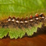 A Browntail Moth caterpillar.