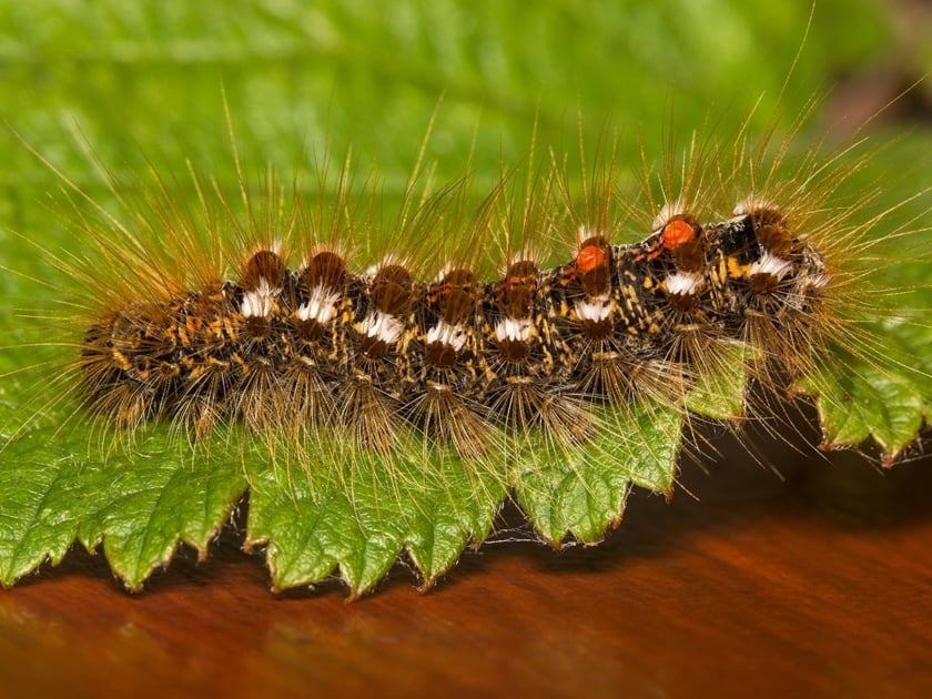 A Browntail Moth caterpillar.