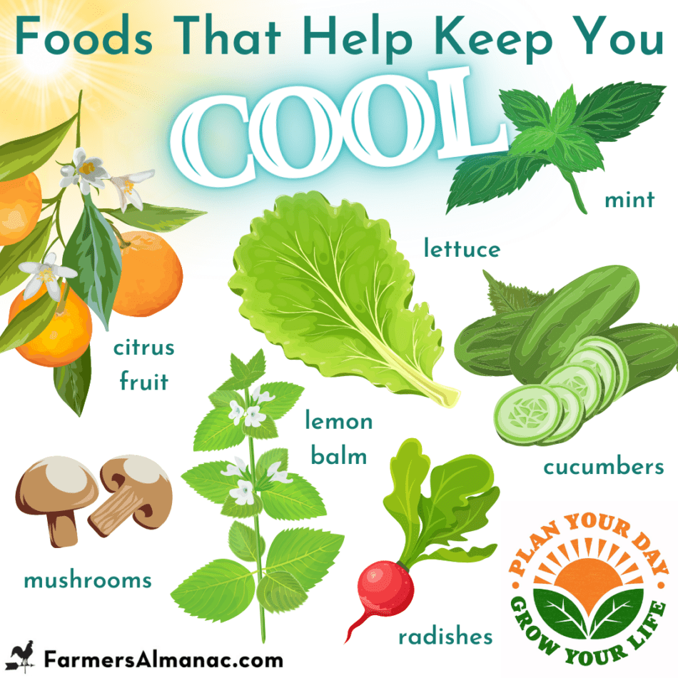 https://www.farmersalmanac.com/wp-content/uploads/2022/05/Foods-That-Help-Keep-You-Cool-950x950.png