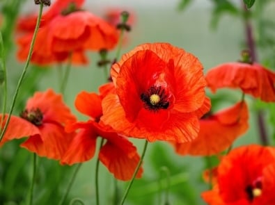 Poppy Flower — Facts, Symbolism, And Gardening Tips featured image