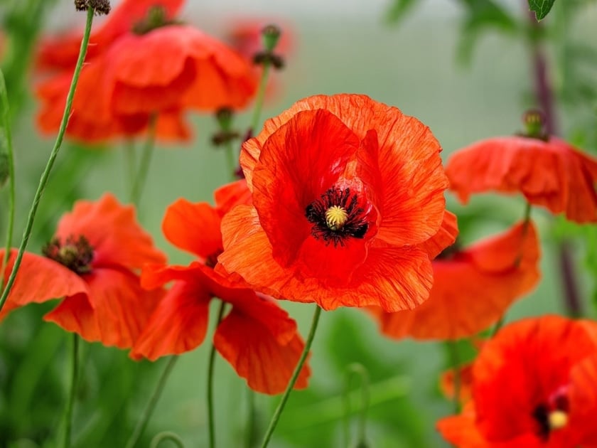 A field of red poppy flowers.