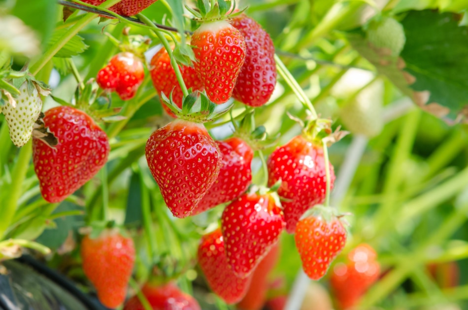 A bunch of strawberries.