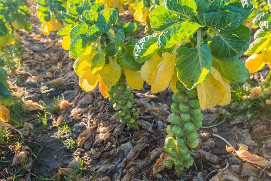 Brussels sprouts plants growing in a field.