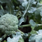 A photo of a broccoli plant.