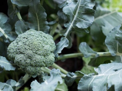 How To Grow Broccoli Successfully featured image