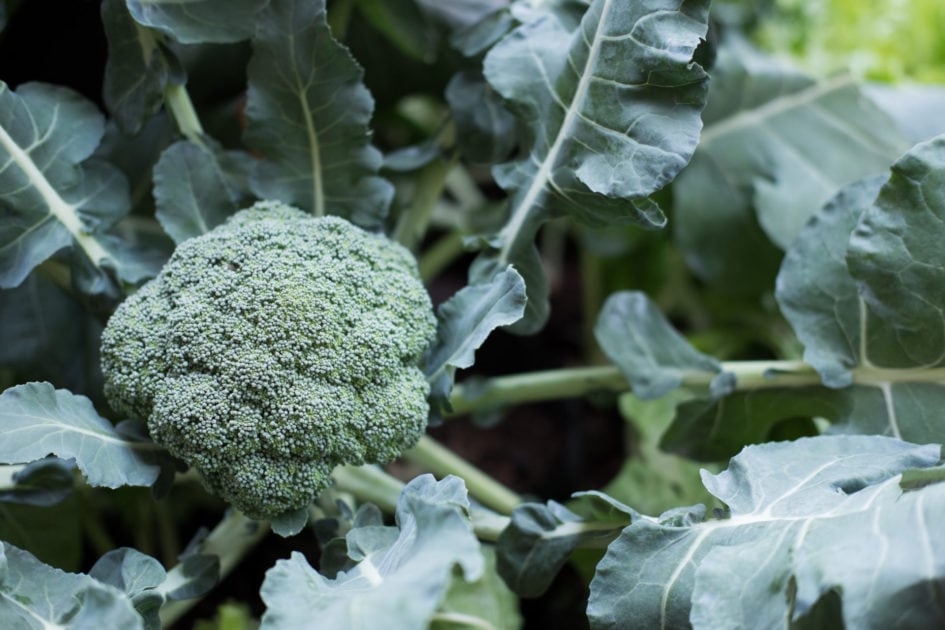 A photo of a broccoli plant.