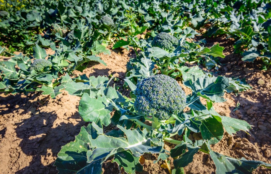 A photo showing how to grow broccoli plants in a field.