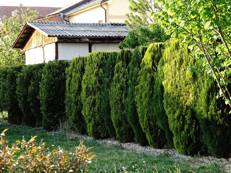 Lower heating bill with a row of hedges to break the wind.