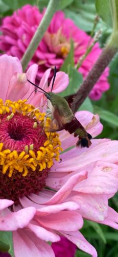 hummer moth.jpg