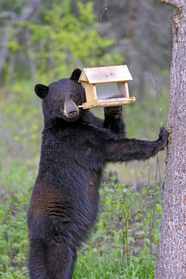 A fall bird feeder being stolen by a bear.