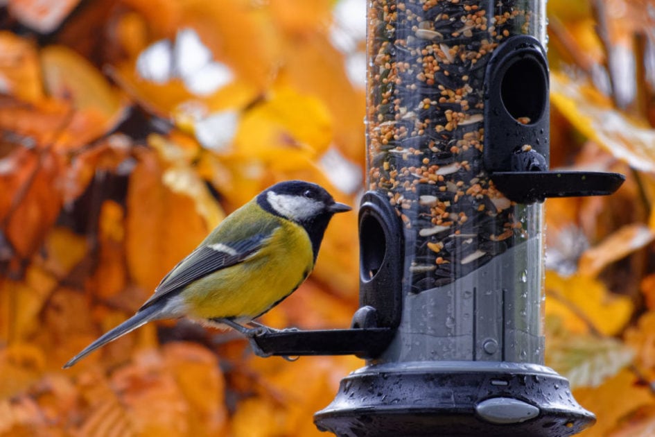 A fall bird feeder helping a bird during autumn months.