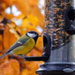 A fall bird feeder helping a bird during autumn months.