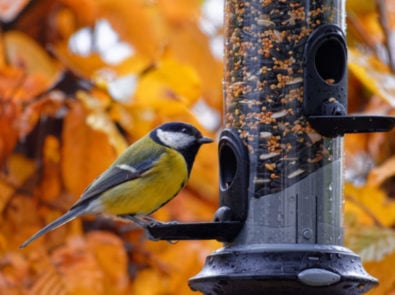 Why Having A Fall Bird Feeder Is Great For Birds featured image