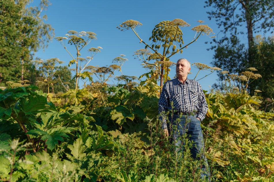 Avoid skin rash and skin rashes by removing giant hogweed plants with caution.