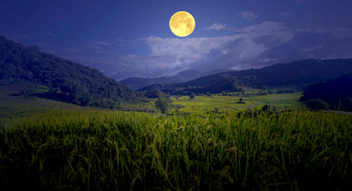 A field below a Moon suggesting giving thanks as one way how to celebrate the Harvest Moon.