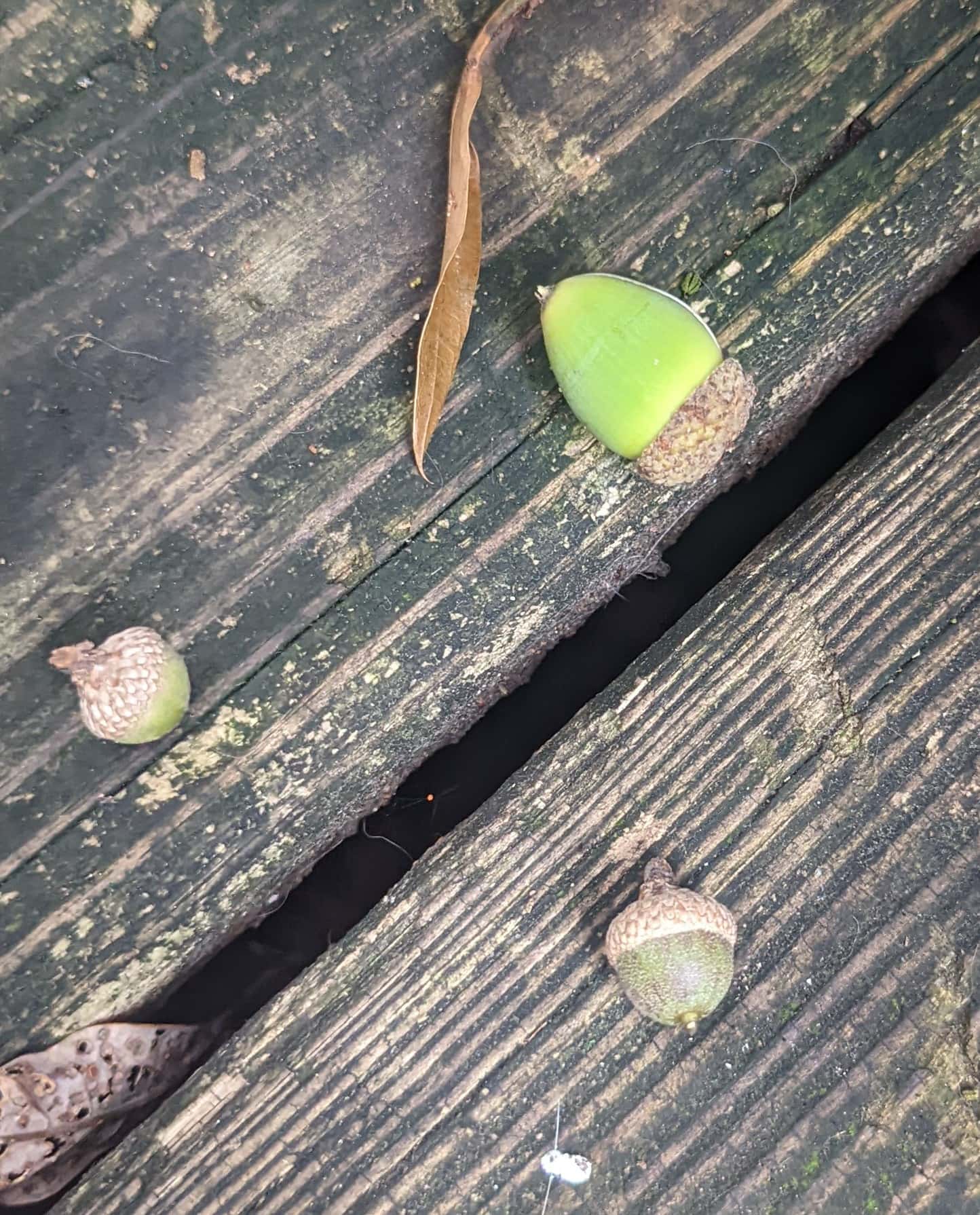 Why Are My Trees Dropping Acorns Like Crazy? Farmers' Almanac Plan