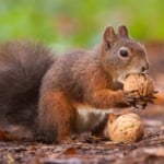 A squirrel eating acorns for an article called can you eat acorns.