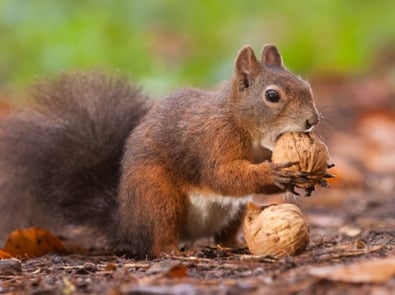 Can You Eat Acorns? Here’s The Best Method featured image