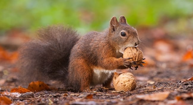 A squirrel eating acorns for an article called can you eat acorns.