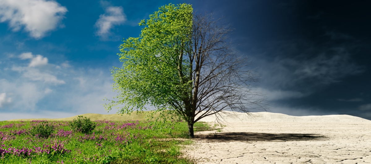 A tree between two types of climates demonstrating climate change and prolonged weather patterns.